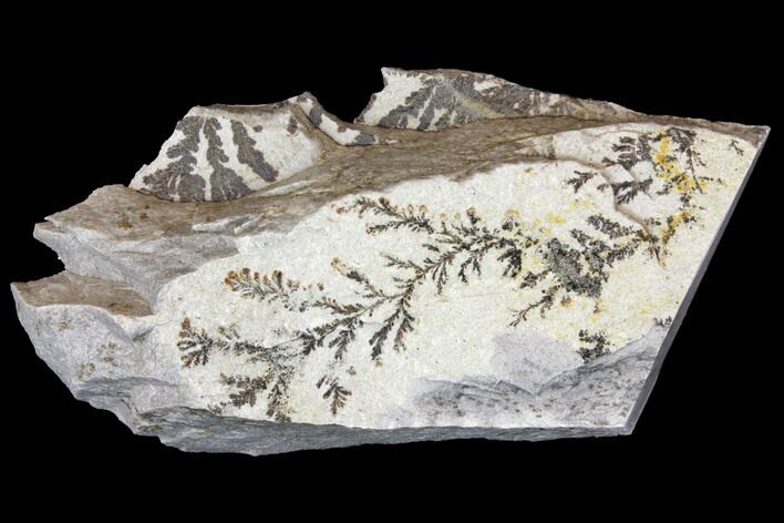 Dendrites On Limestone - Utah #150483